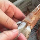 温州一市场惊现“注胶虾”如何辨别“注胶虾”