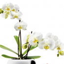 八种鲜花放在居室最要命 兰花会引起失眠