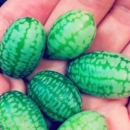 世界最小西瓜问世 夏季吃西瓜的好处和禁忌