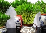 客厅放什么植物最好 这些植物你都知道吗？