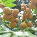 夏季防止上火 还须做到四点