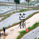 芒种养生 芒种的六大习俗你知道多少