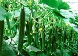木耳排毒清胃 10食物给肠子洗洗澡
