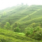 如何防止脱发 茶叶洗头可治疗