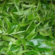 患急性腹泻 吃茶叶可治