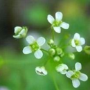野菜是否是绿色蔬菜 专家称不宜多食