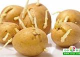 救命！这些食物未煮熟吃后会中毒