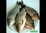 冬季寒冷 十大驱寒温补食物推荐