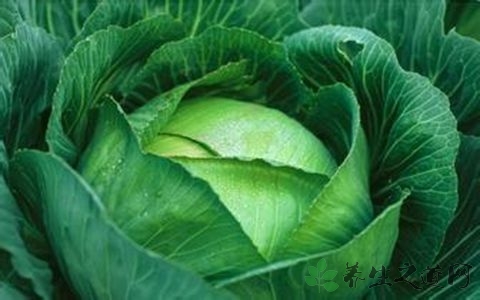 暖胃吃什么东西