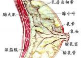 乳腺结节可以治愈吗 分享治疗乳腺结节的几种方法