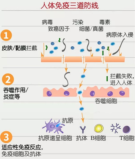 没有特效药，提升免疫力才是抵抗病毒的良药